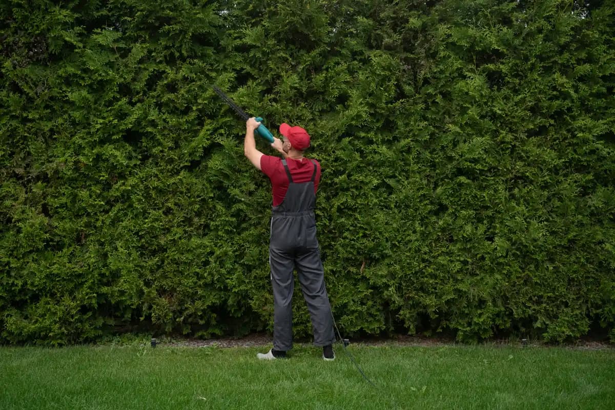 Gardener trimming a hedge beside a freshly mowed lawn